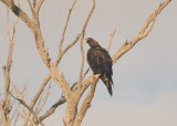 Juvenile Wedge-tailed Eagle