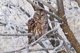 Barred Owl