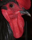 State Fair 028.jpg