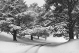Cedar Trees under snow, Blenheim 2013
