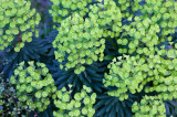 Euphorbia