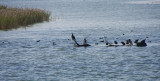 La Fira de Pins al Delta del Ebre