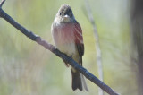 eastern wood pewee plum island