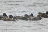 green wing teal in group of northern shovelers plum island