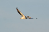 white pelican wellfleet
