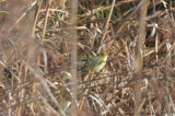 blackpoll forthill  eastham