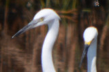 possible little egret plum island