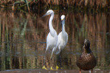 possible little egret plum island