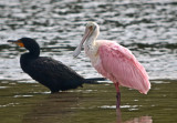 roseatte spoonbills ding darling