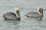 brown pelicans  captiva beach