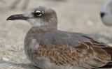 laughing gull  captiva beach