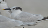 sandwich tern  captiva beach