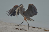 lucky great blue heron cartiva beach 