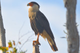 Crested Caracara roadside Florida