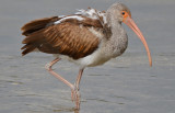 Imm. White Ibis Ding Darling Sanibel Florida