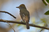 Great Crested Flycatcher Cork Screw Swamp Florida