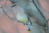 cedar waxwing teradyn 