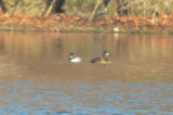 bufflehead lesser scaup silver lake wilmington