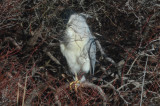 black crowned night heron niles pond