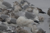 Glaucous Gull Silver Lake Wilmington