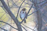 waited 2 months for an open shot of this bird wilmington