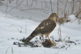 imm sharp-shined hawk on a robin salisbury