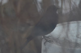 brown-headed black bird wilmington