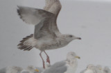 silver lake very SBGU looking hybrid GBBGXglaucous?