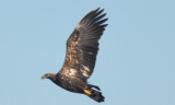 ( massive) 3rd yr bald eagle Nahant