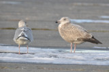 Monster gull GBBG hybrid? salisbury