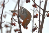 pine grosbeak nashua n.h.