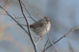 very reddish, light song sparrow nahant stump dump