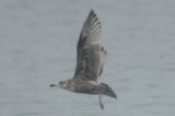 nice! large gull, potential for other than Herring, but what?