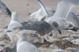 nice! large gull, potential for other than Herring, but what?