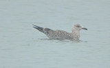 1ST YR LESSER BLACK-BACKED GULL REVER BEACH