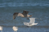 possible thayers, light edging on wing tips, light under wing, small head bill, light panel on open wing revere beach
