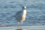 looked almost mew gull like, but possible Thayers Revere Beach