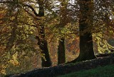 BackLit Trees 2a Sony A57