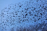 Starlings - its time to go!