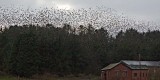 Starlings - how on earth do they all fit in there to roost?