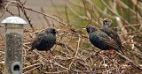 3 Starlings