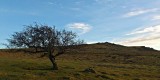 Hawthorn on Sourton Common.