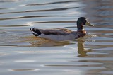 Duck Swimming.jpg