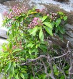IMG_0252a.jpg
