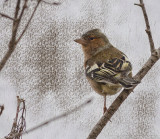 Chaffinch - a stormy day