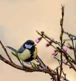 Great Tit (I wonder who chose this name for this lovely little bird...)