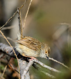 Warbler