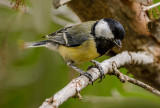 Yargazi (Parus major)