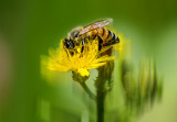 Bee tween the flowers