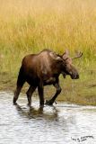 Young Bull Moose IIII